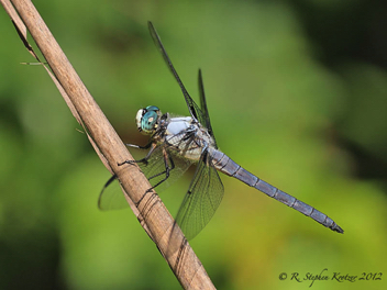 Libellula vibrans, male